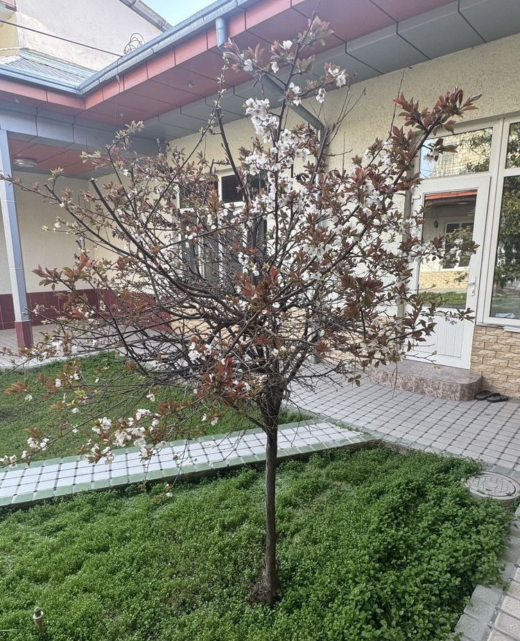 Sotiladi undefined, 225 m² · Mirzo Ulug‘bek — surat 5