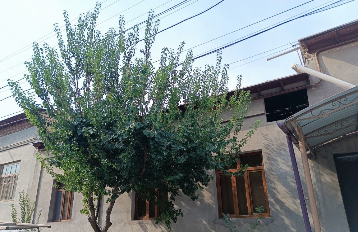Sotiladi 9 xonali hovli · Chilonzor — surat 7
